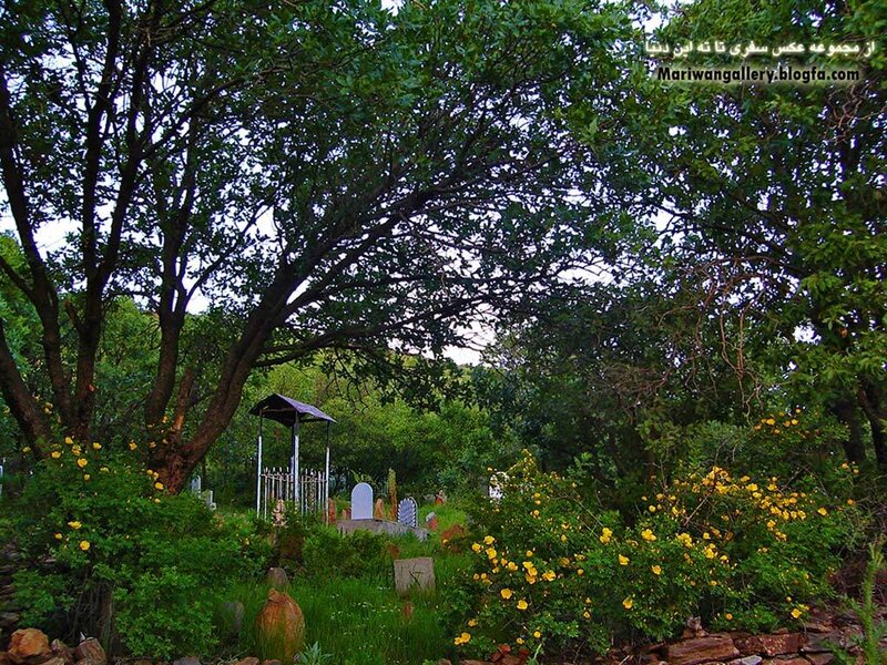 Graveyard under trees