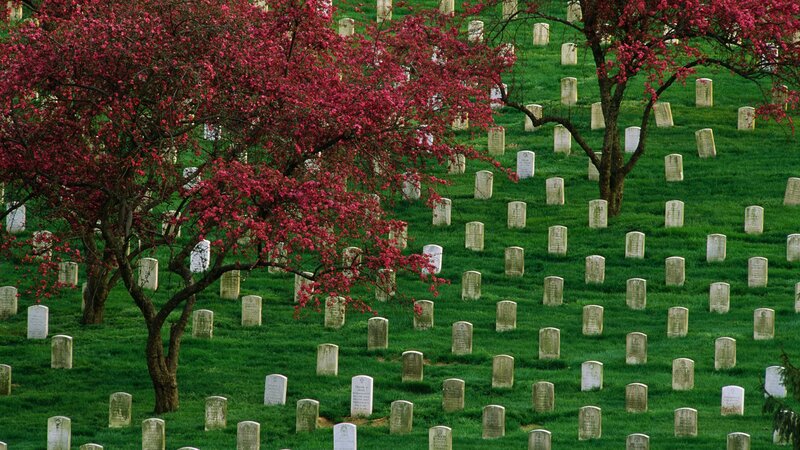 Graveyard with blooming trees