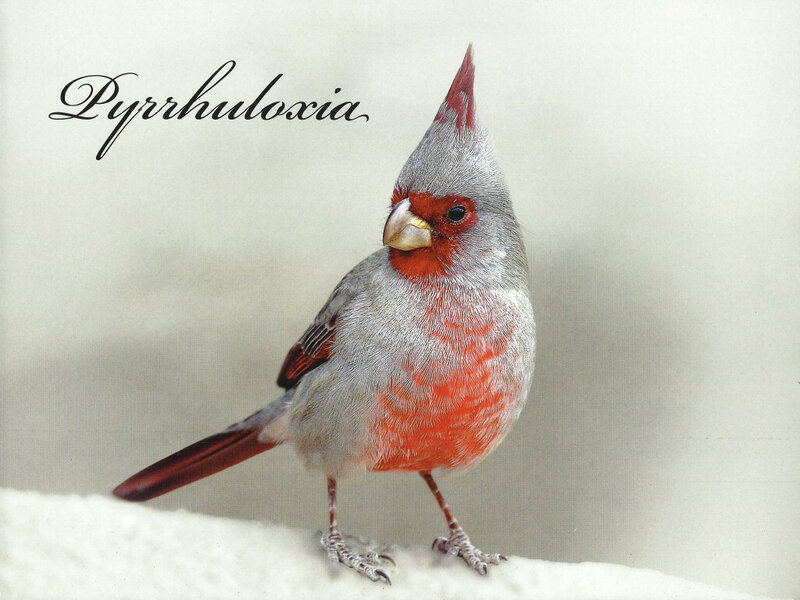Gray and Red Bird