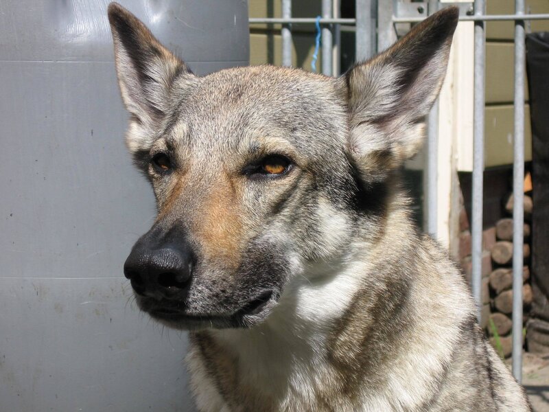 Gray and Tan Dog