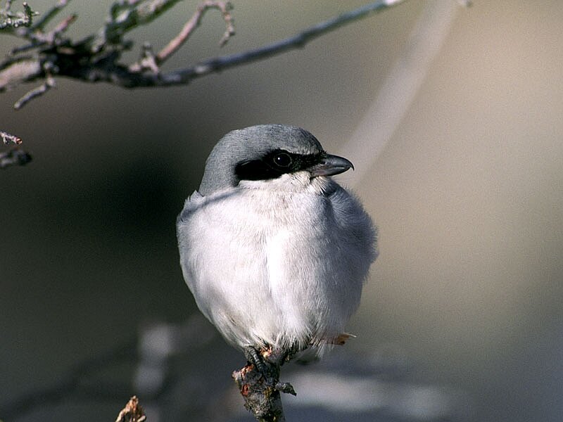 Gray and White Bird