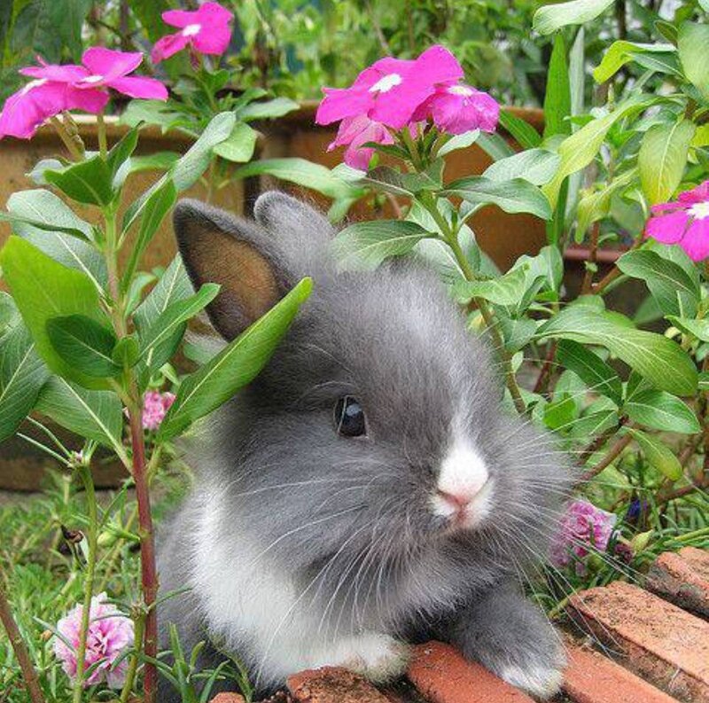 Gray and White Bunny — Calm
