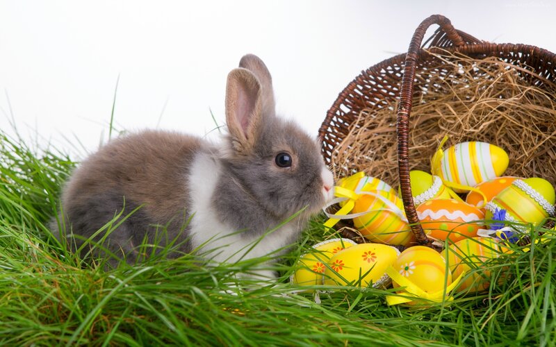 Gray and White Bunny — Green, Peaceful