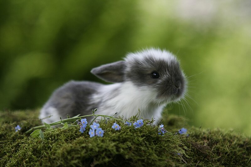 Gray and White Bunny — Green