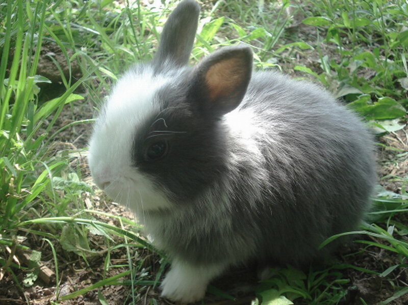Gray and White Bunny