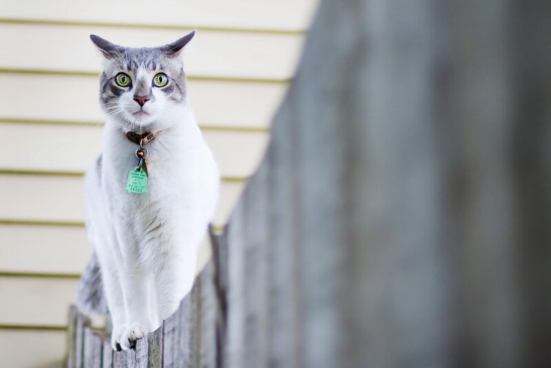 Gray and White Cat — Alert, Afternoon