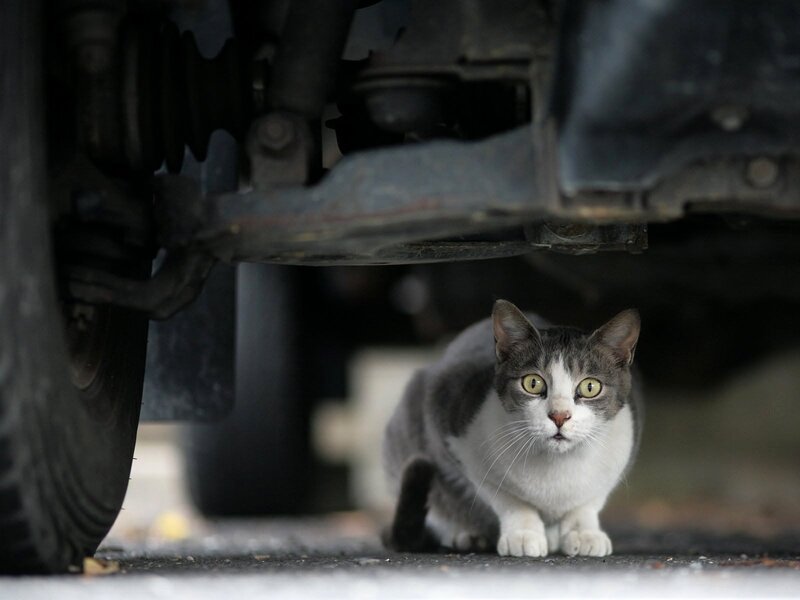 Gray and White Cat — Alert, Photograph, Car