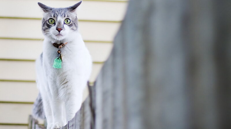 Gray and White Cat — Alert