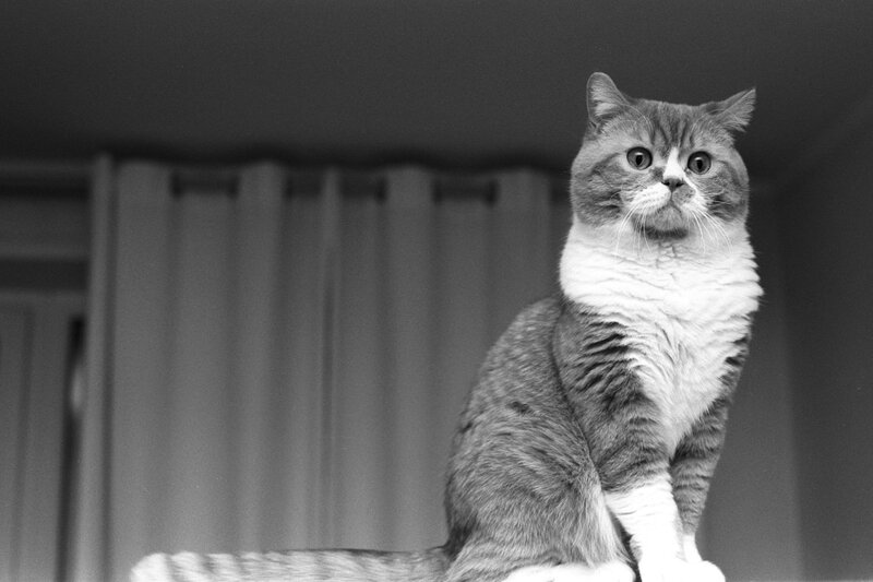 Gray and White Cat — Black, Calm, Photograph
