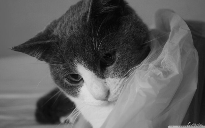 Gray and White Cat — Black, Calm