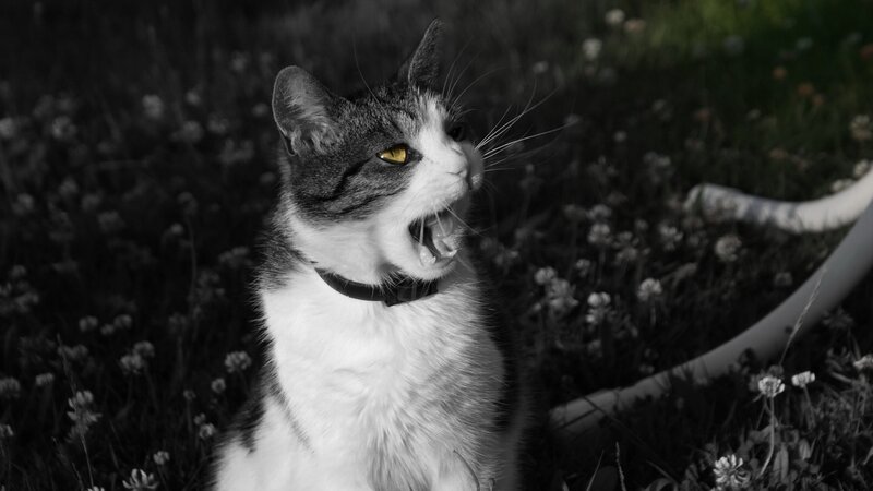 Gray and White Cat — Black, Dramatic, Afternoon