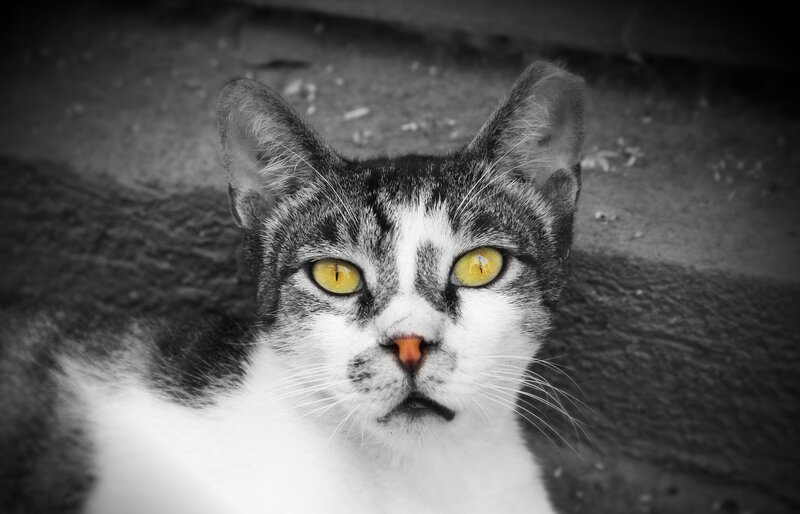 Gray and White Cat — Black