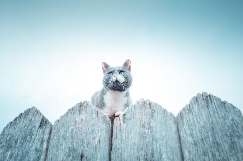 Gray and White Cat — Blue, Calm