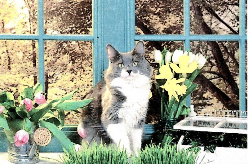 Gray and White Cat — Blue