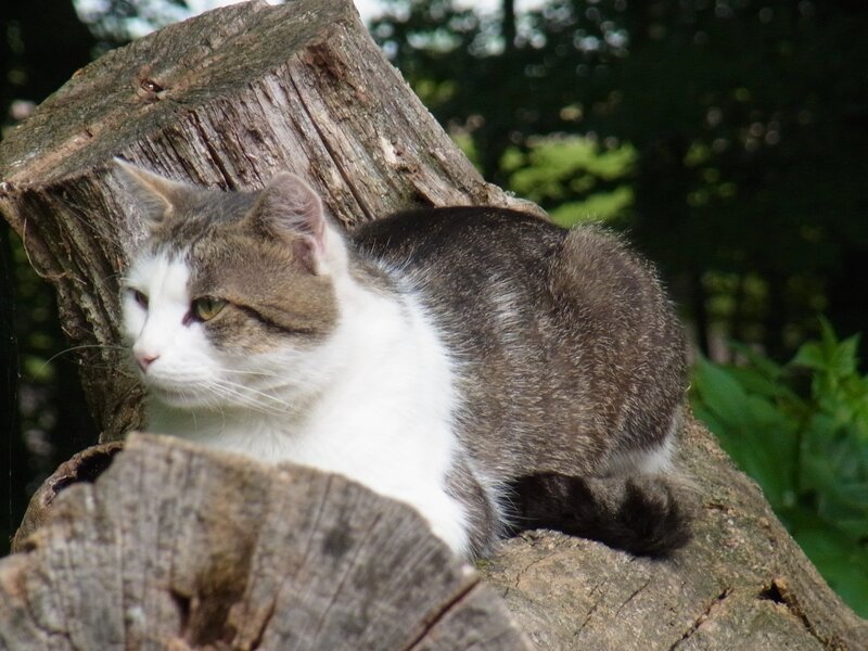 Gray and White Cat — Brown, Calm, Afternoon