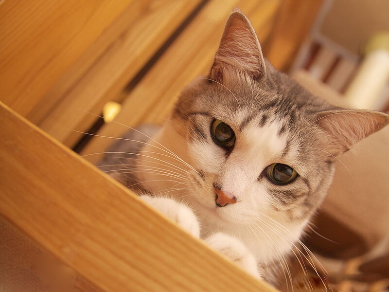 Gray and White Cat — Brown, Calm
