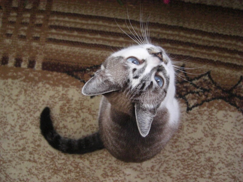 Gray and White Cat — Brown, Curious