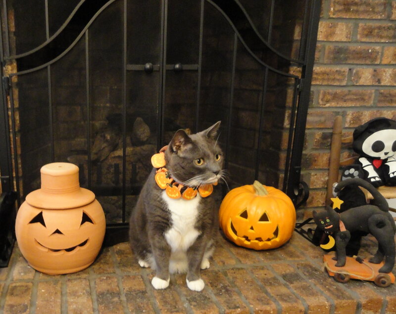 Gray and White Cat — Brown, Festive