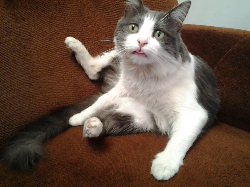 Gray and White Cat — Brown, Relaxed