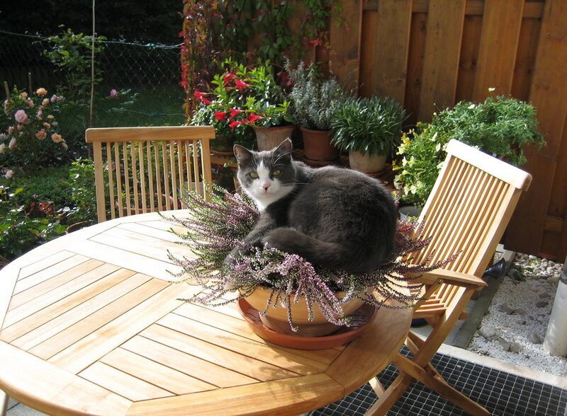 Gray and White Cat — Brown