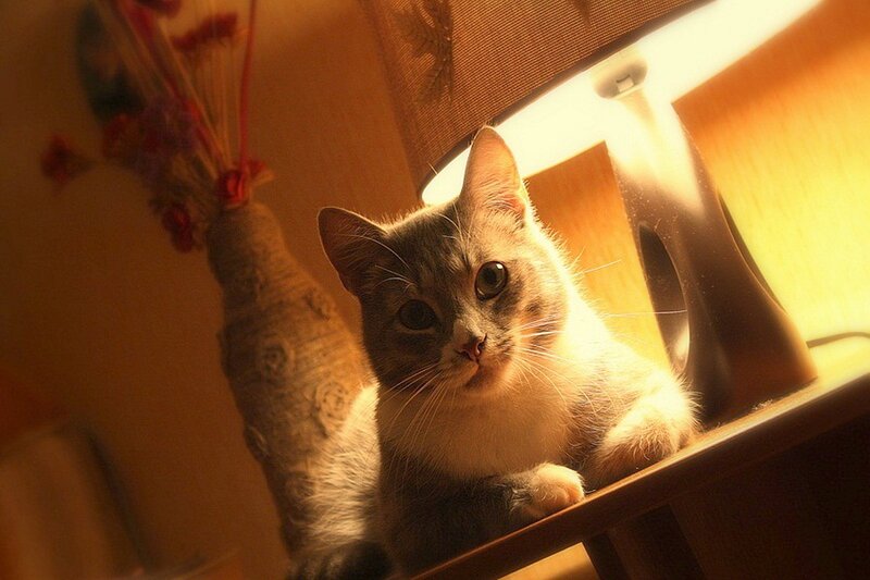 Gray and White Cat — Brown, Warm