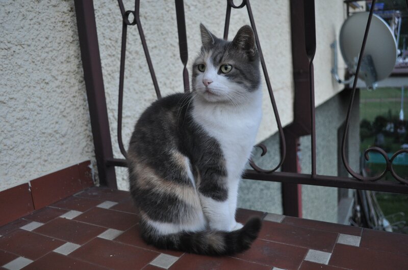 Gray and White Cat — Calm, Afternoon, Photograph, Balcony, Fence