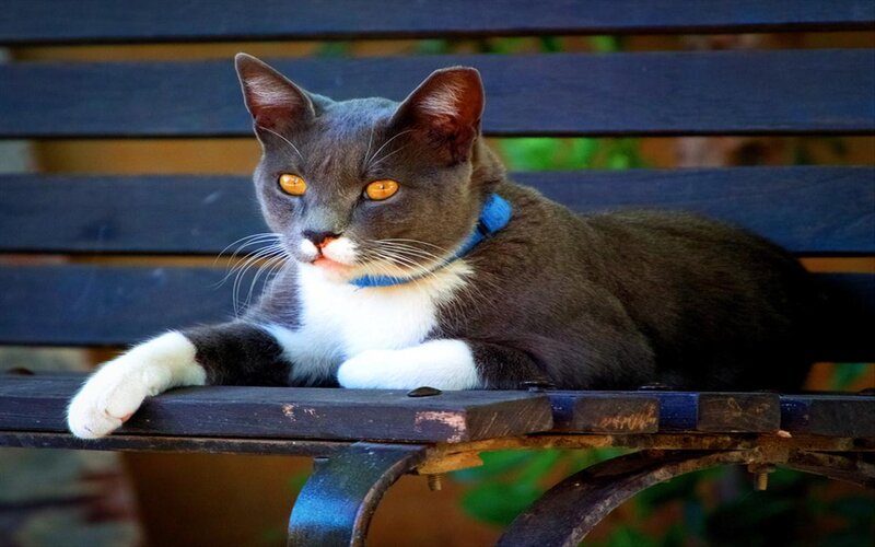 Gray and White Cat — Calm, Afternoon, Photograph, Bench, Collar
