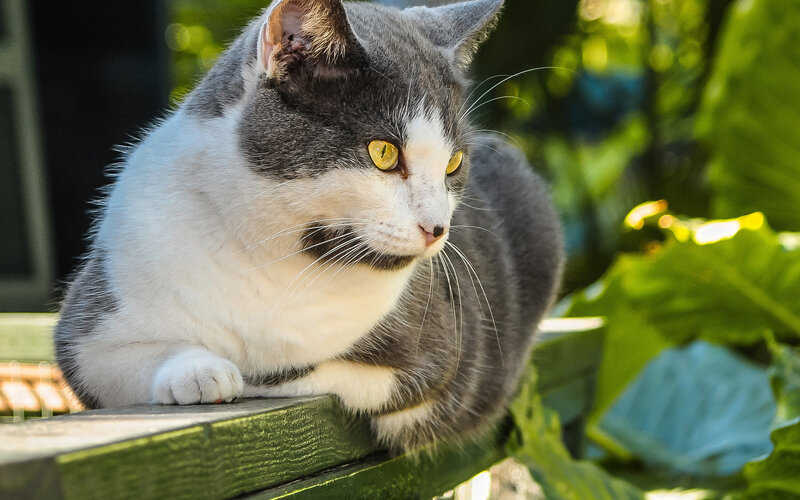 Gray and White Cat — Calm, Afternoon, Photograph, Bench