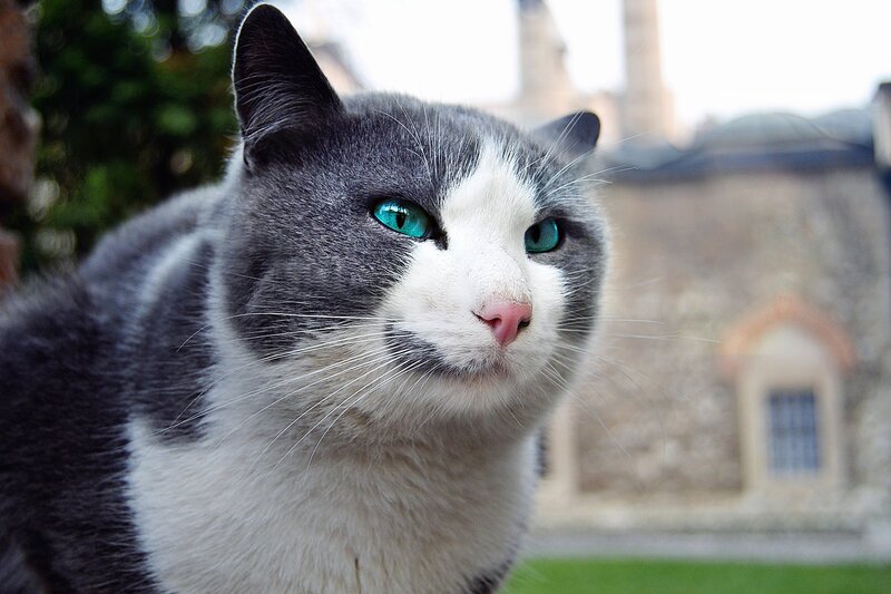 Gray and White Cat — Calm, Afternoon, Photograph, Building