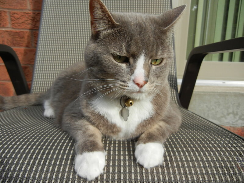 Gray and White Cat — Calm, Afternoon, Photograph, Chair