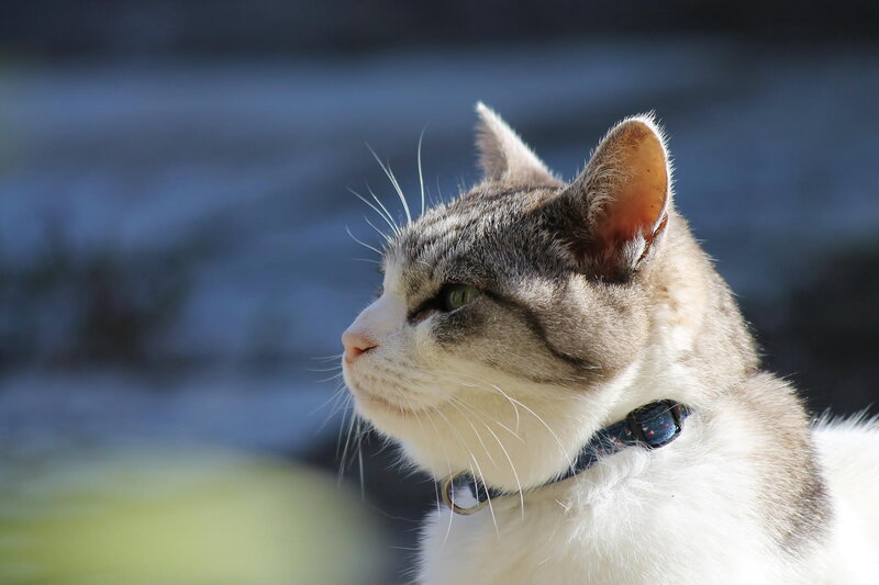 Gray and White Cat — Calm, Afternoon, Photograph, Collar, Whiskers