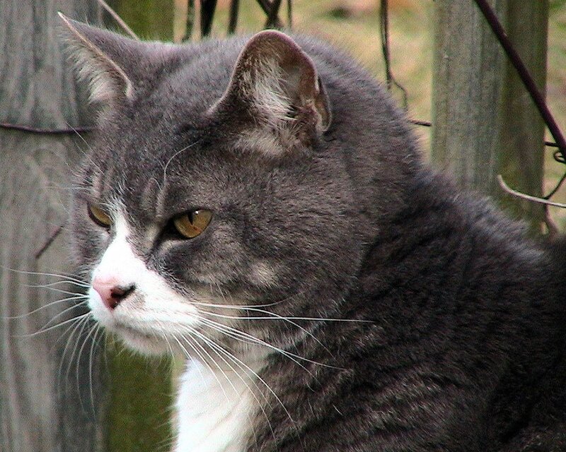 Gray and White Cat — Calm, Afternoon, Photograph, Fence