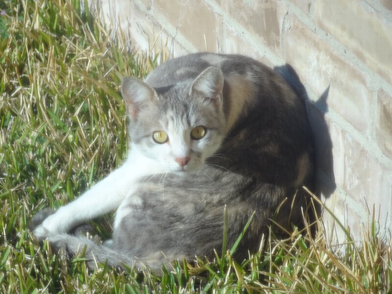 Gray and White Cat — Calm, Afternoon, Photograph, Grass