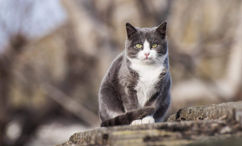 Gray and White Cat — Calm, Afternoon, Photograph, Log