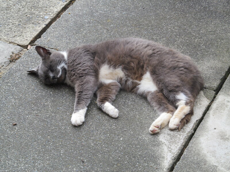 Gray and White Cat — Calm, Afternoon, Photograph, Pavement
