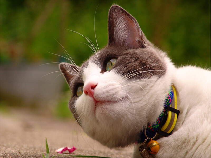 Gray and White Cat — Calm, Afternoon, Photograph