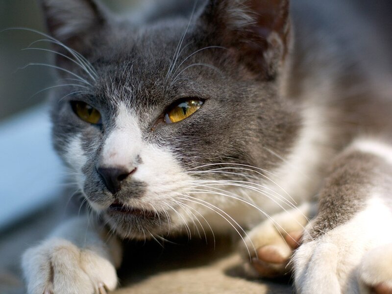 Gray and White Cat — Calm, Afternoon, Photograph, Whiskers, Paws