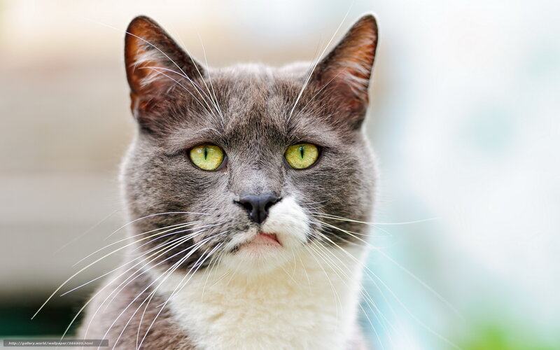 Gray and White Cat — Calm, Afternoon, Photograph, Whiskers