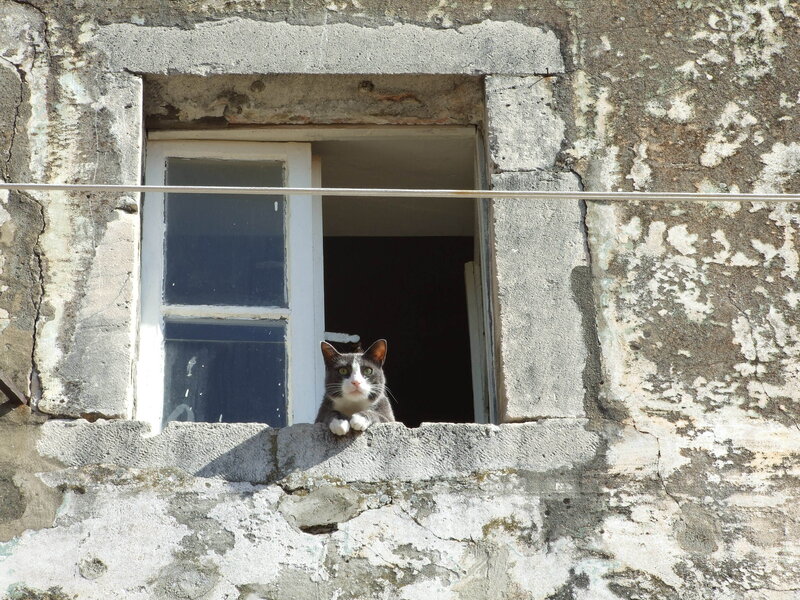 Gray and White Cat — Calm, Afternoon, Photograph, Window