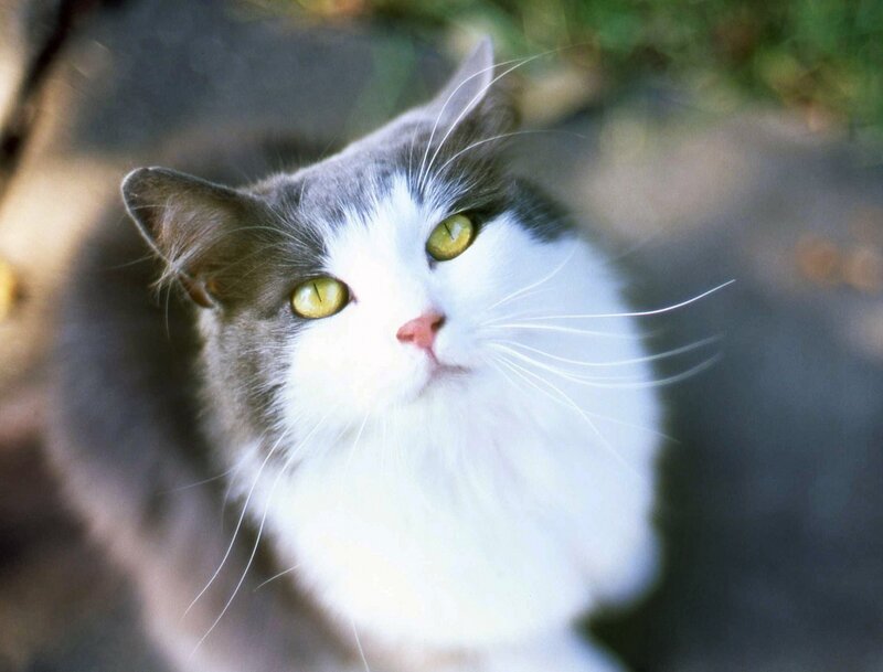 Gray and White Cat — Calm, Afternoon