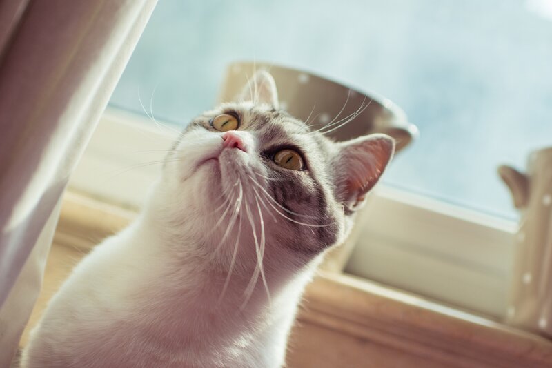 Gray and White Cat — Calm, Morning, Photograph
