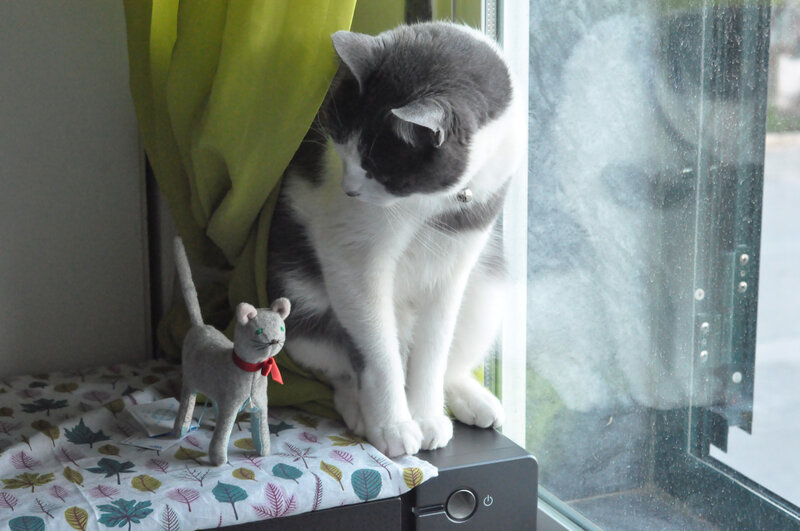 Gray and White Cat — Calm, Morning