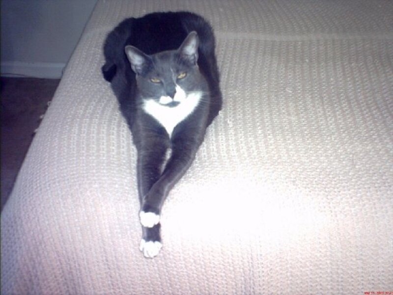 Gray and White Cat — Calm, Night, Photograph