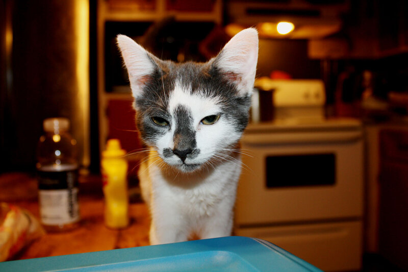 Gray and White Cat — Calm, Night