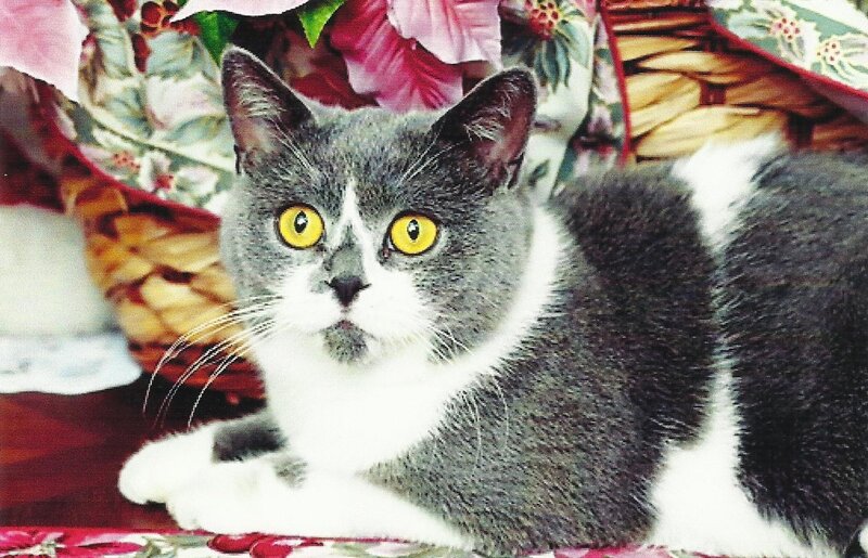 Gray and White Cat — Calm, Photograph, Basket