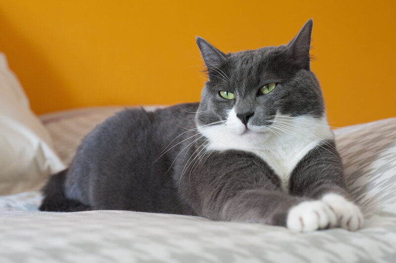 Gray and White Cat — Calm, Photograph, Bed, Pillow