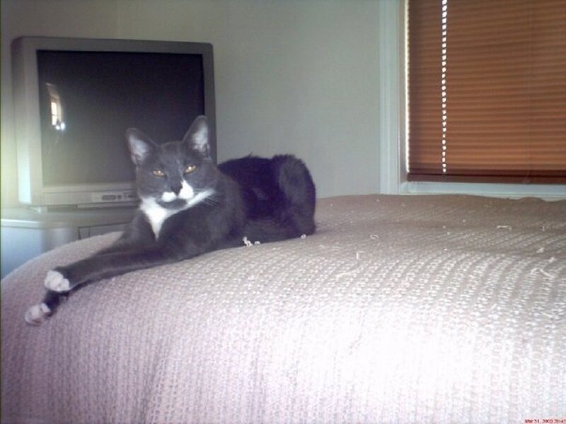 Gray and White Cat — Calm, Photograph, Bed