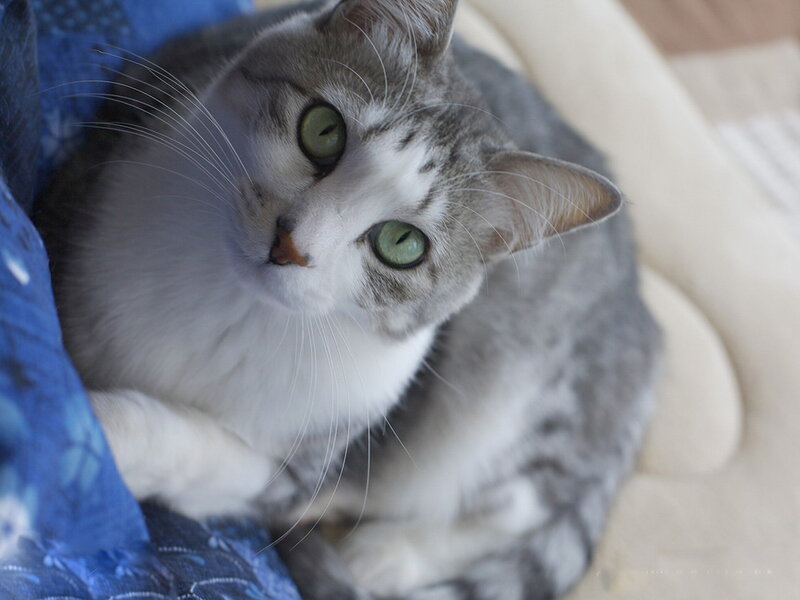 Gray and White Cat — Calm, Photograph, Blue Blanket