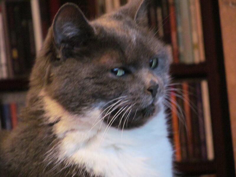 Gray and White Cat — Calm, Photograph, Bookshelf
