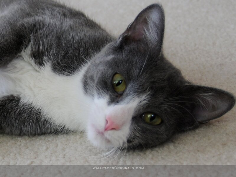 Gray and White Cat — Calm, Photograph, Carpet